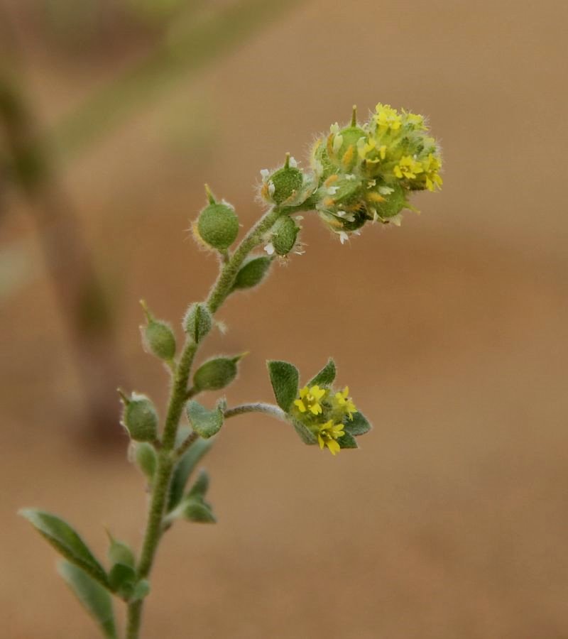 Image of Alyssum dasycarpum specimen.