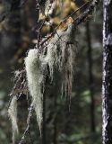 genus Usnea