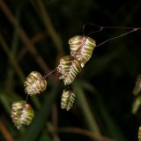 Image of taxon representative. Author is Евгений Захаров