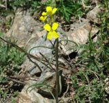 Erysimum flavum