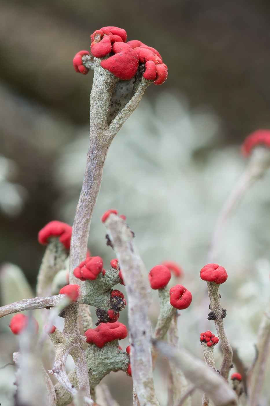 Image of Cladonia macilenta specimen.