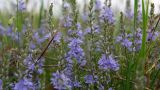 Veronica teucrium