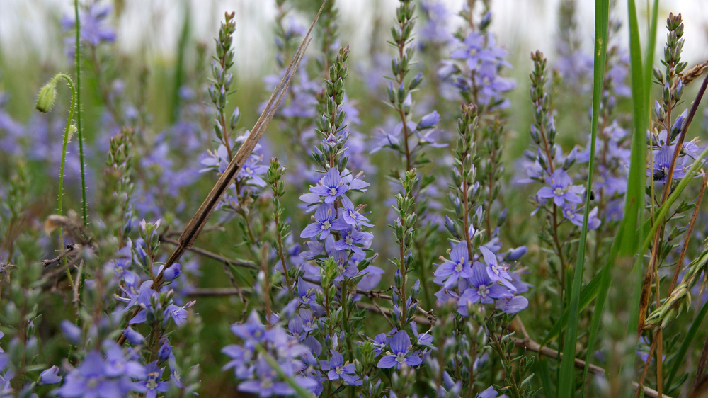 Image of Veronica teucrium specimen.