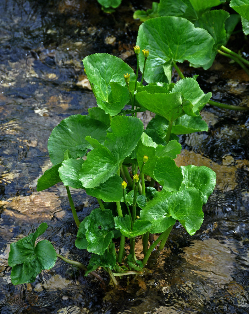 Image of Caltha polypetala specimen.