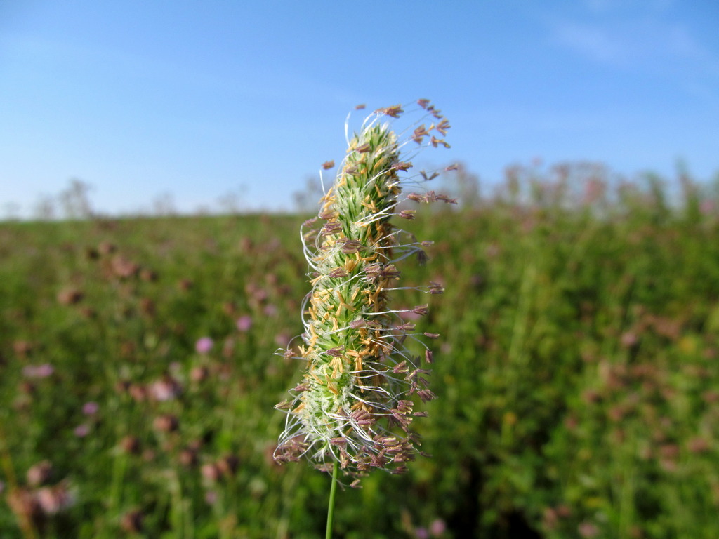 Image of Phleum pratense specimen.