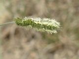 Agropyron cristatum