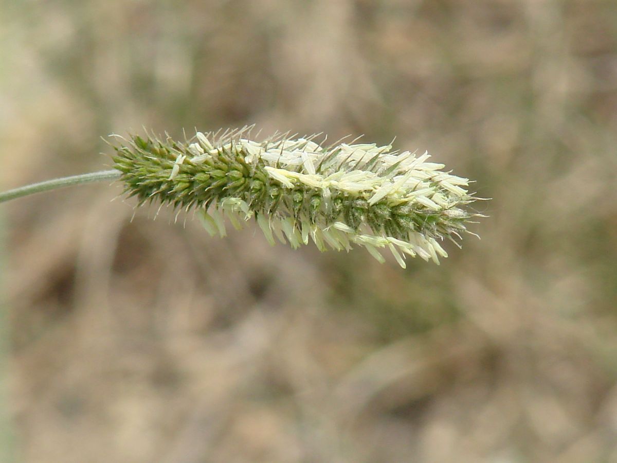 Изображение особи Agropyron cristatum.