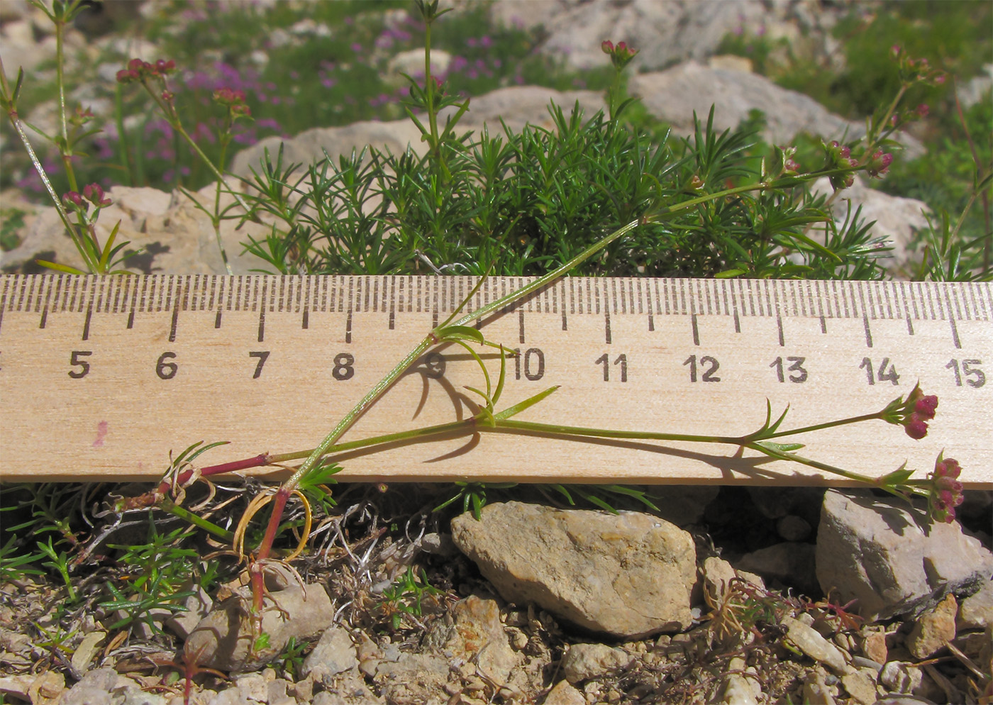 Изображение особи Asperula supina.