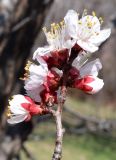 Armeniaca vulgaris. Ветвь с цветками. Узбекистан, г. Ташкент, пос. Улугбек, санитарно-защитная зона. 16.03.2018.