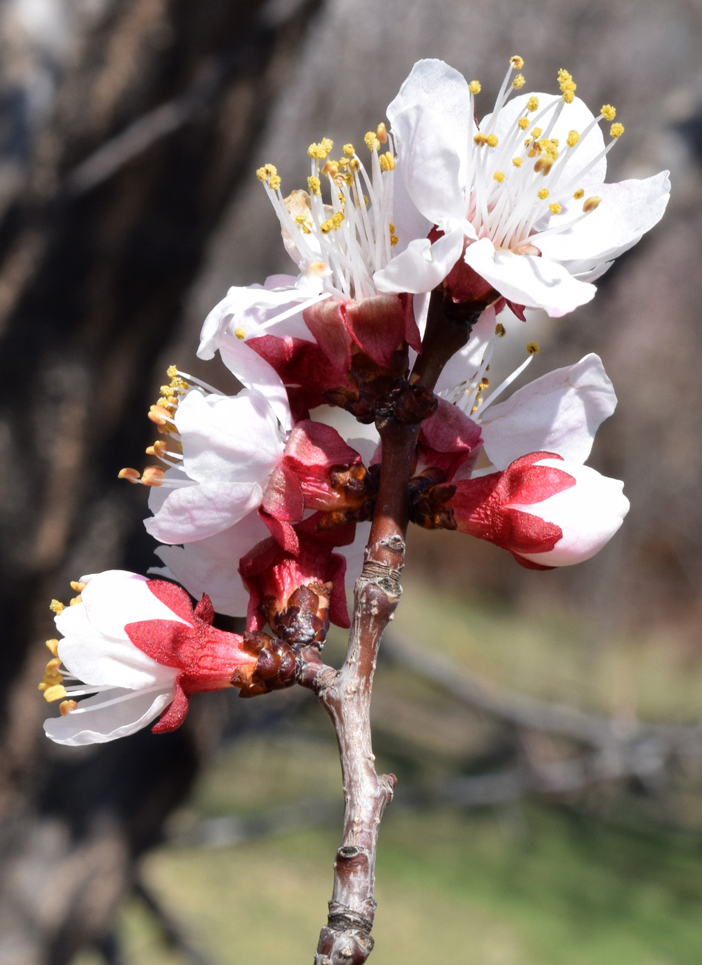 Изображение особи Armeniaca vulgaris.