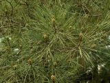 Pinus pityusa