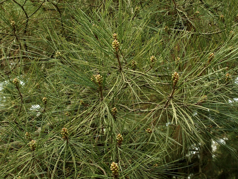 Image of Pinus pityusa specimen.