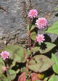 Persicaria capitata. Цветущее растение. Китай, пров. Юньнань, окр. г. Дали, восточный склон горы Цаншань (Cangshan Mountain 苍山); ≈ 3000 м н.у.м., лес. 04.11.2016.