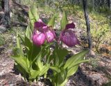 Cypripedium macranthos