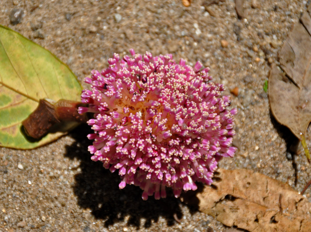 Image of Poikilospermum suaveolens specimen.