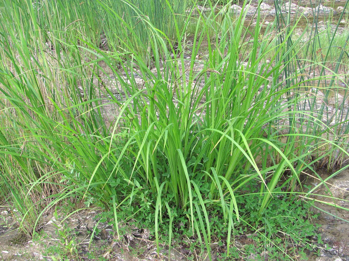 Изображение особи Carex buekii.