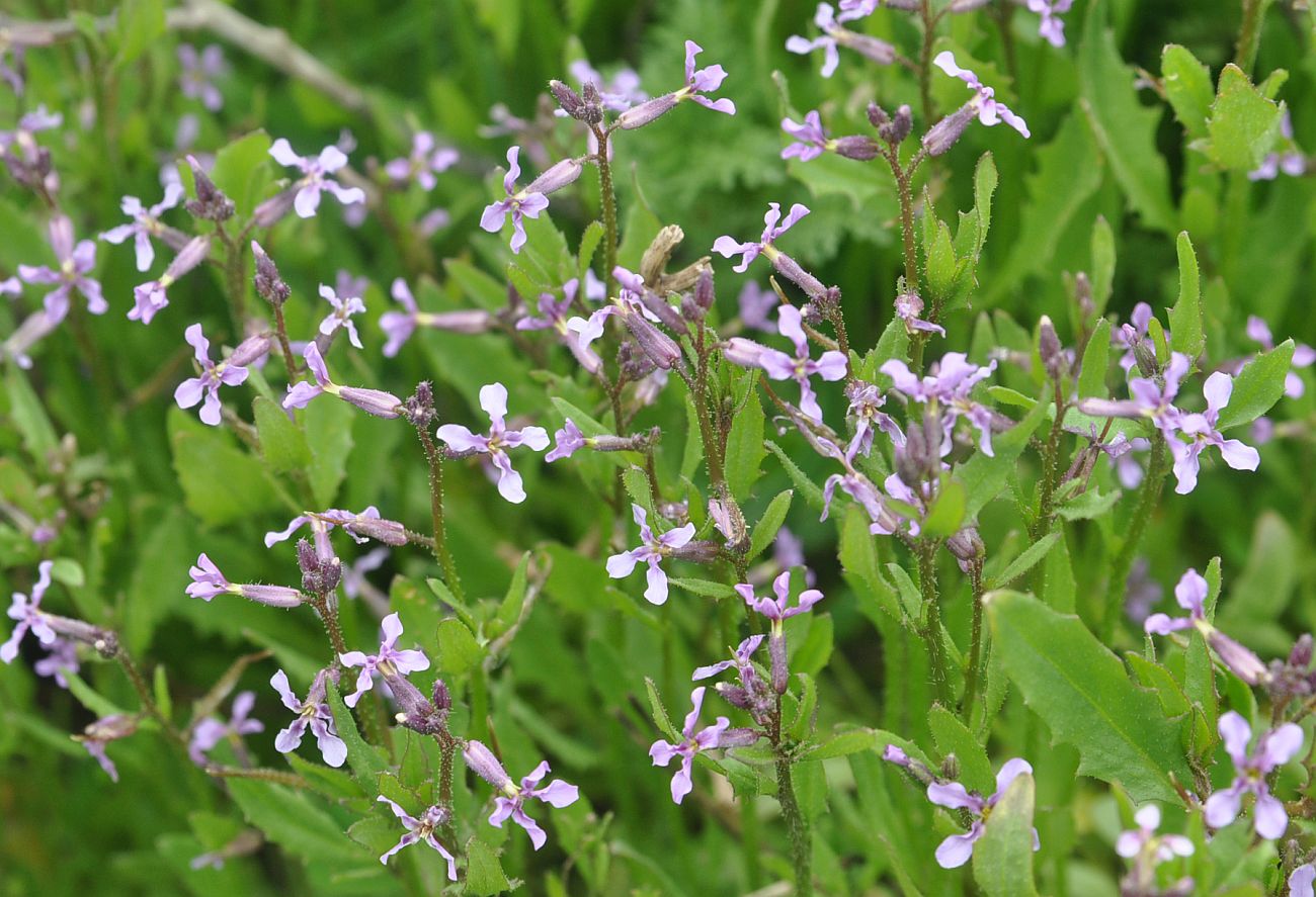 Image of Chorispora tenella specimen.