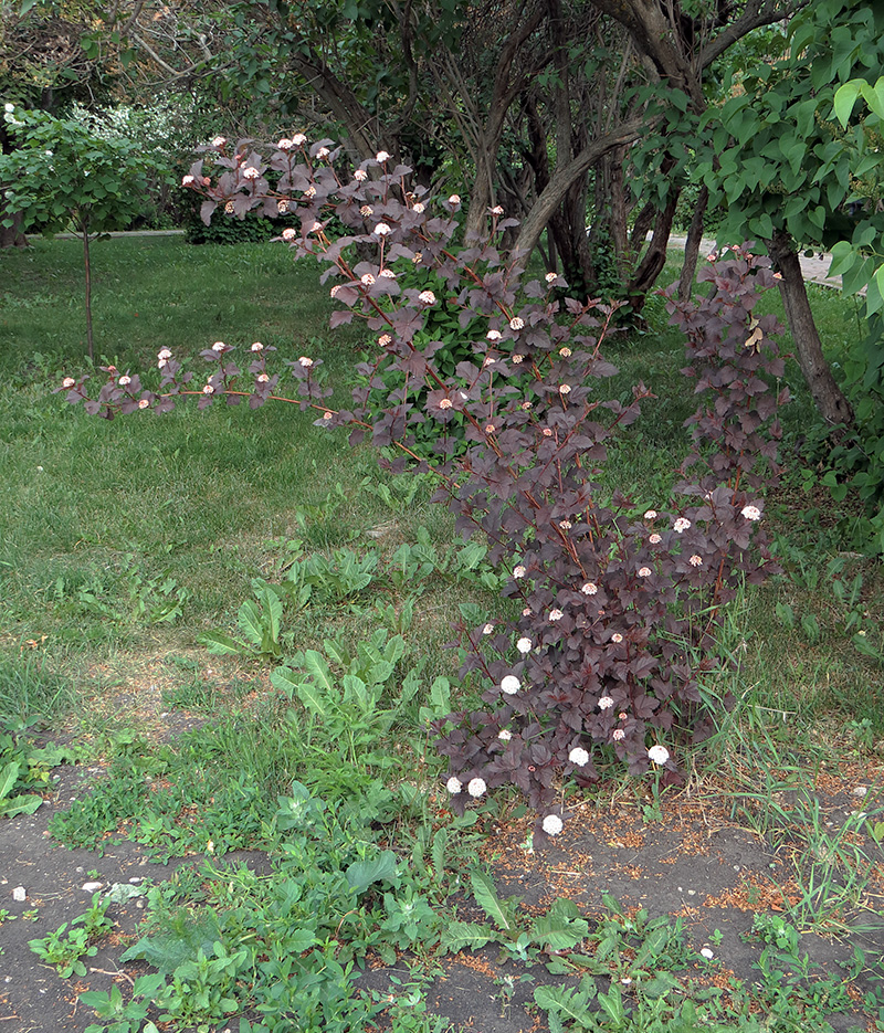 Image of Physocarpus opulifolius specimen.