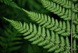 Dryopteris expansa. Часть вайи с сорусами (вид снизу). Московская обл., Орехово-Зуевский р-н, долина р. Нерская, хвойно-лиственный лес. 14.06.2018.