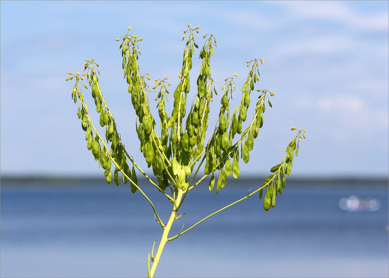 Image of Isatis tinctoria specimen.