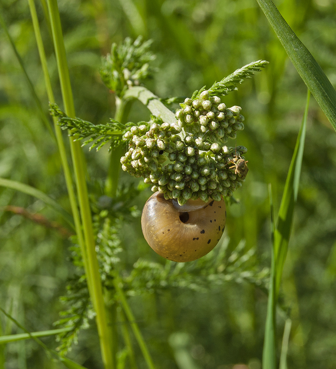 Изображение особи Achillea millefolium.