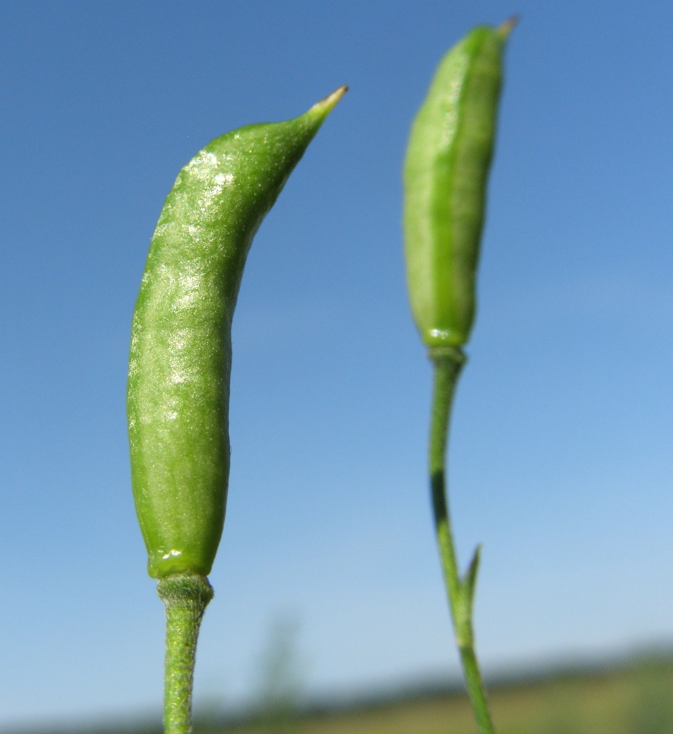 Image of Delphinium paniculatum specimen.