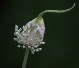 Allium sativum