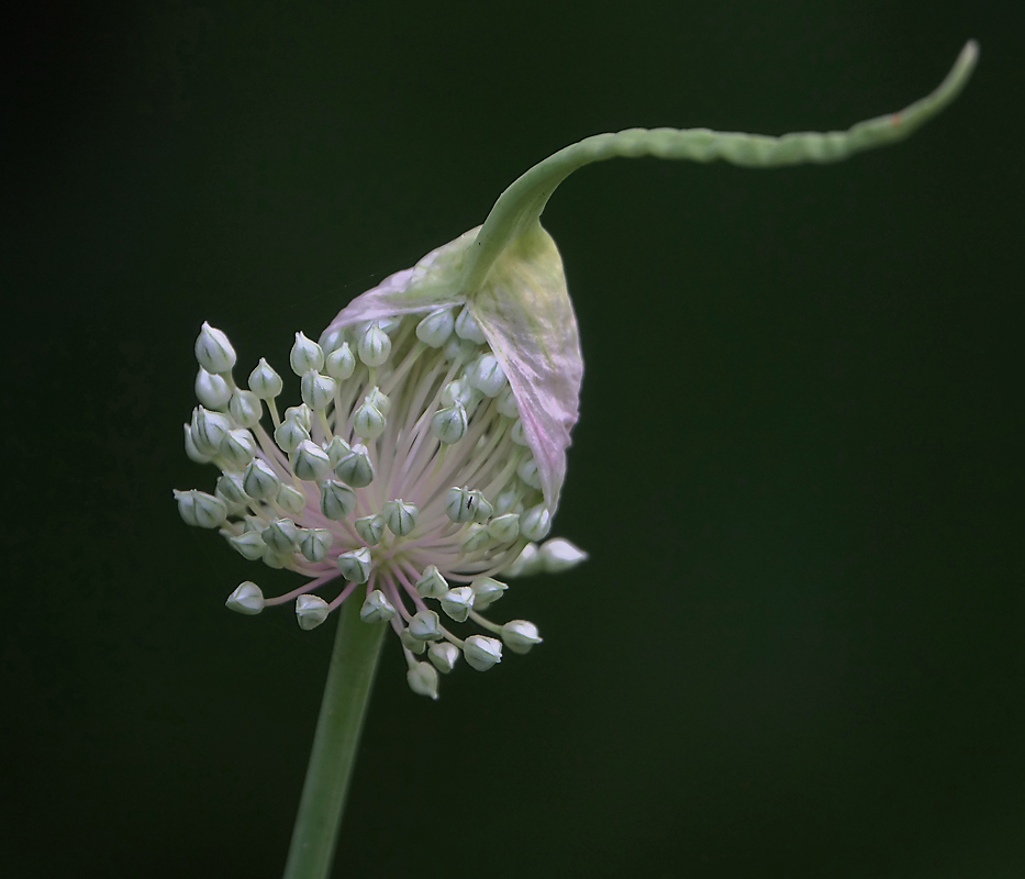 Изображение особи Allium sativum.