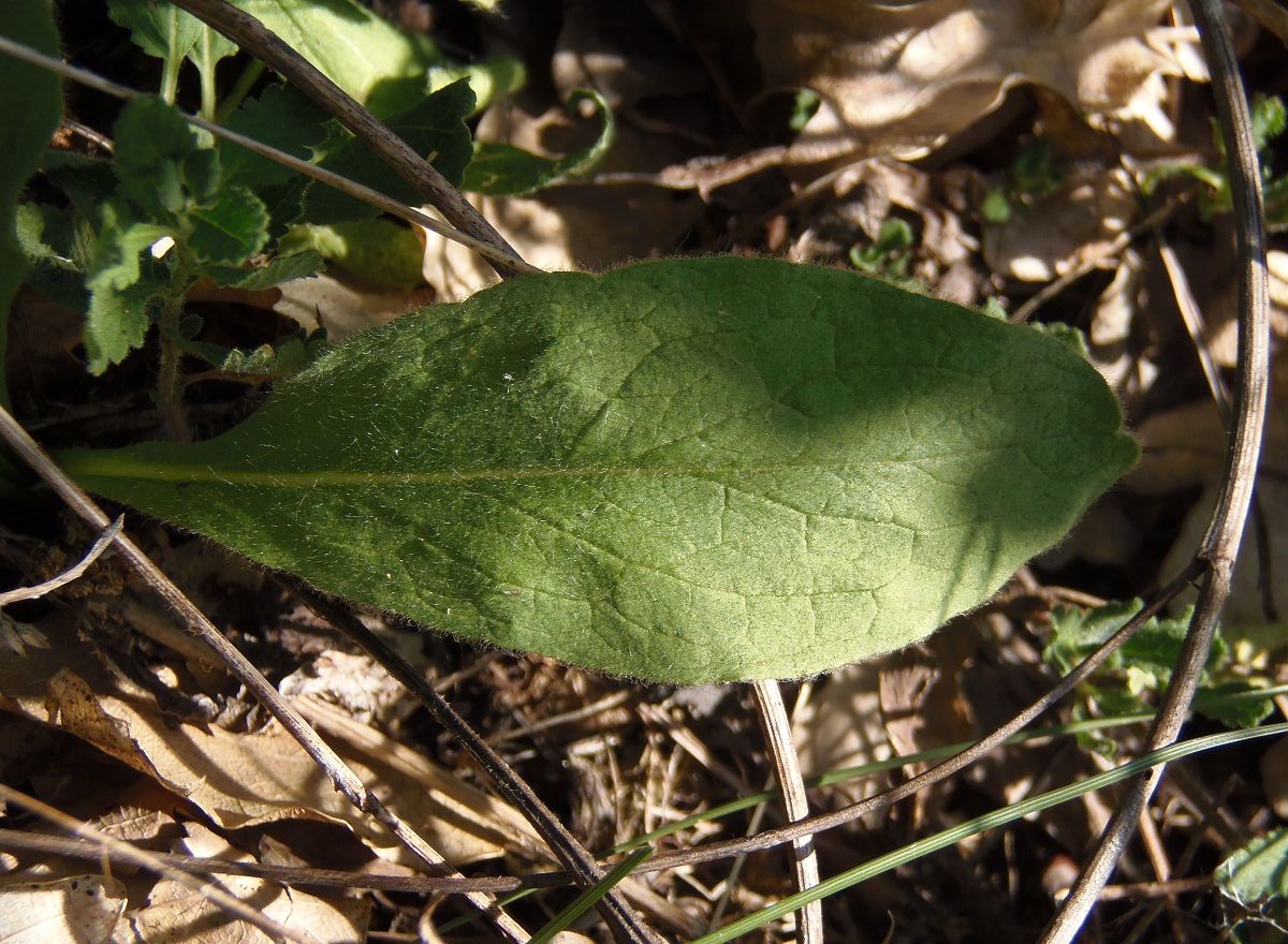 Image of Inula oculus-christi specimen.