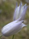 Pulsatilla patens