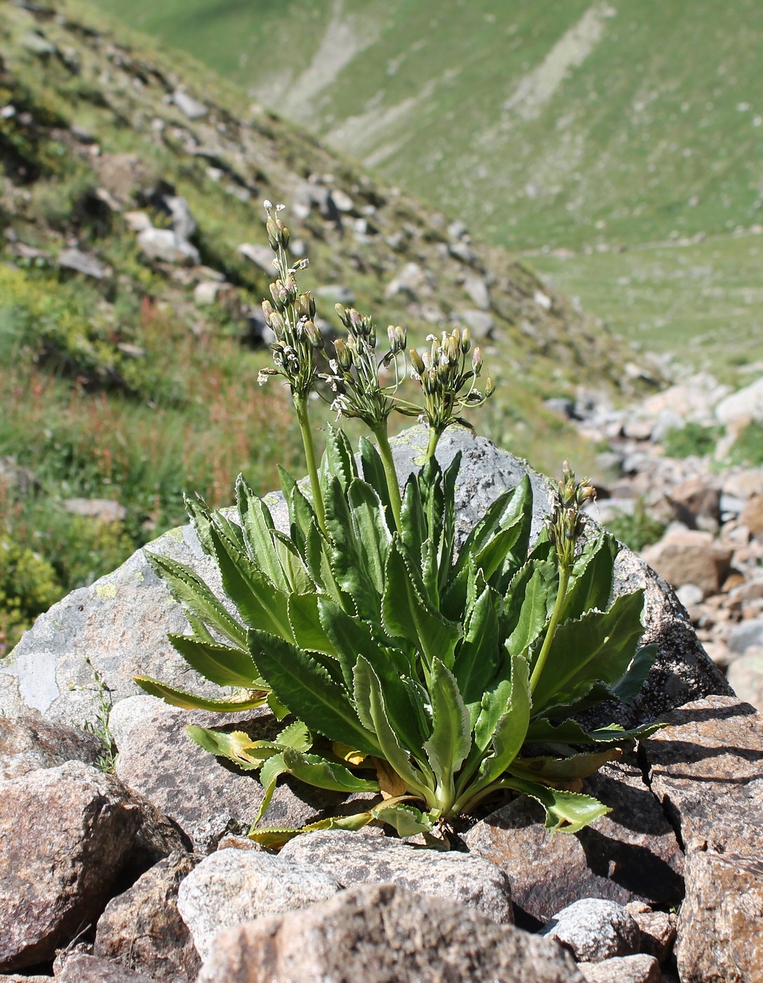 Изображение особи Primula bayernii.