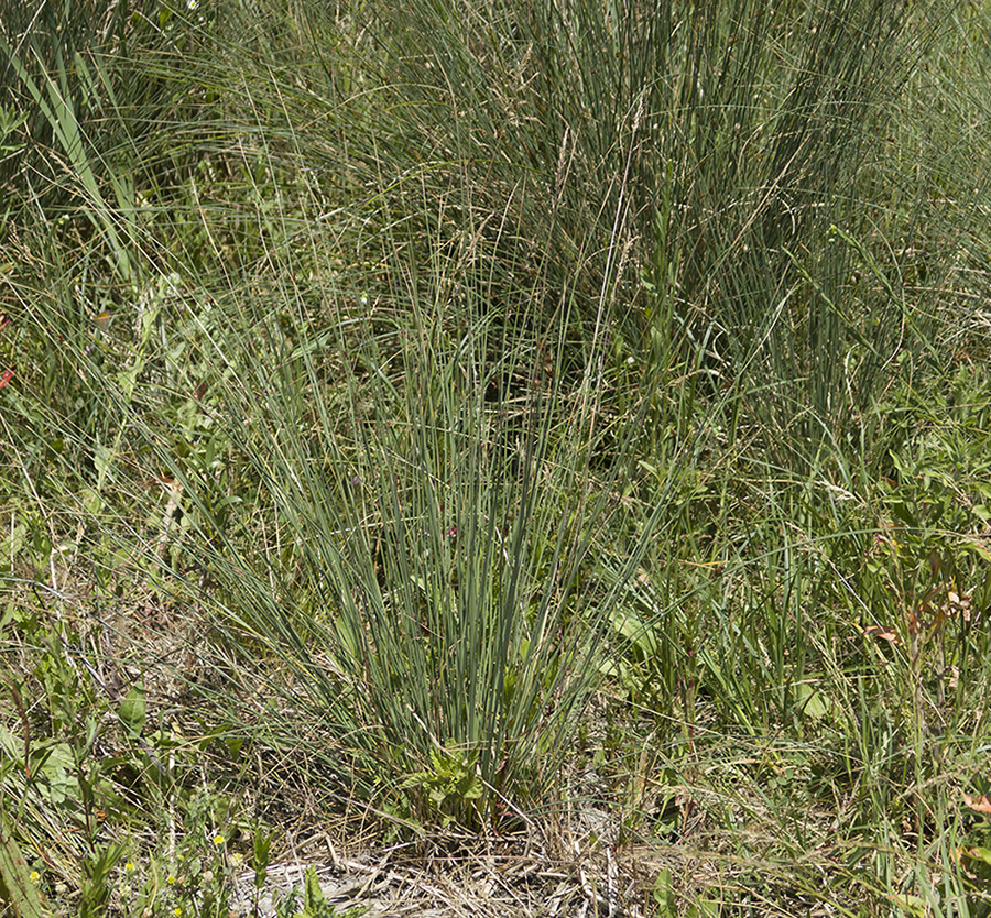 Изображение особи Juncus inflexus.