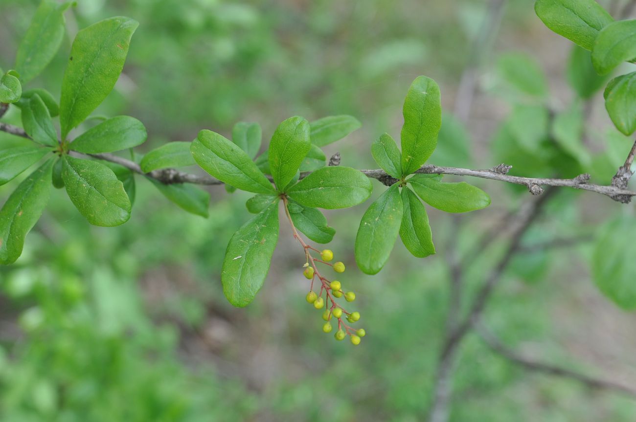 Изображение особи Berberis iberica.