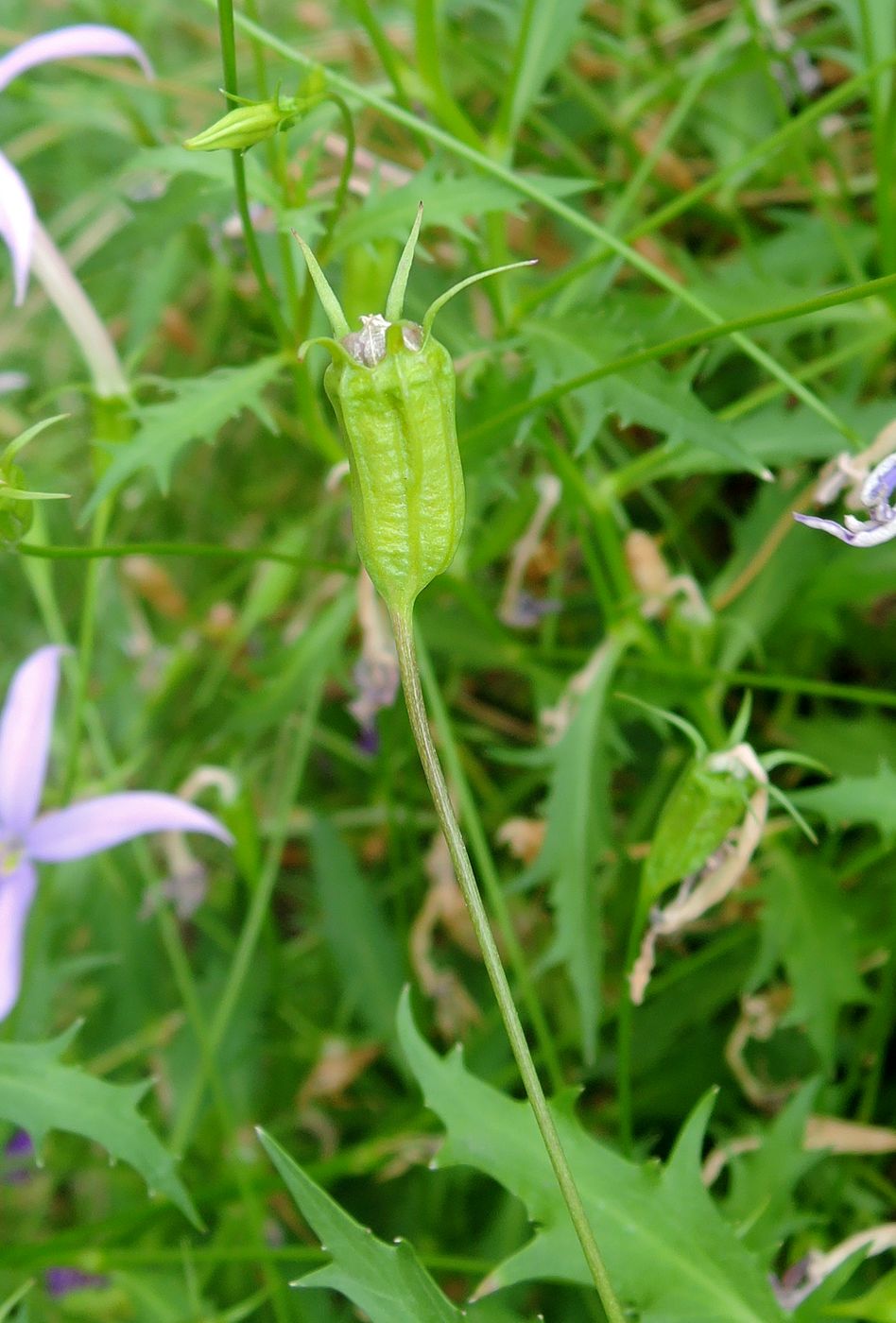 Image of Isotoma axillaris specimen.