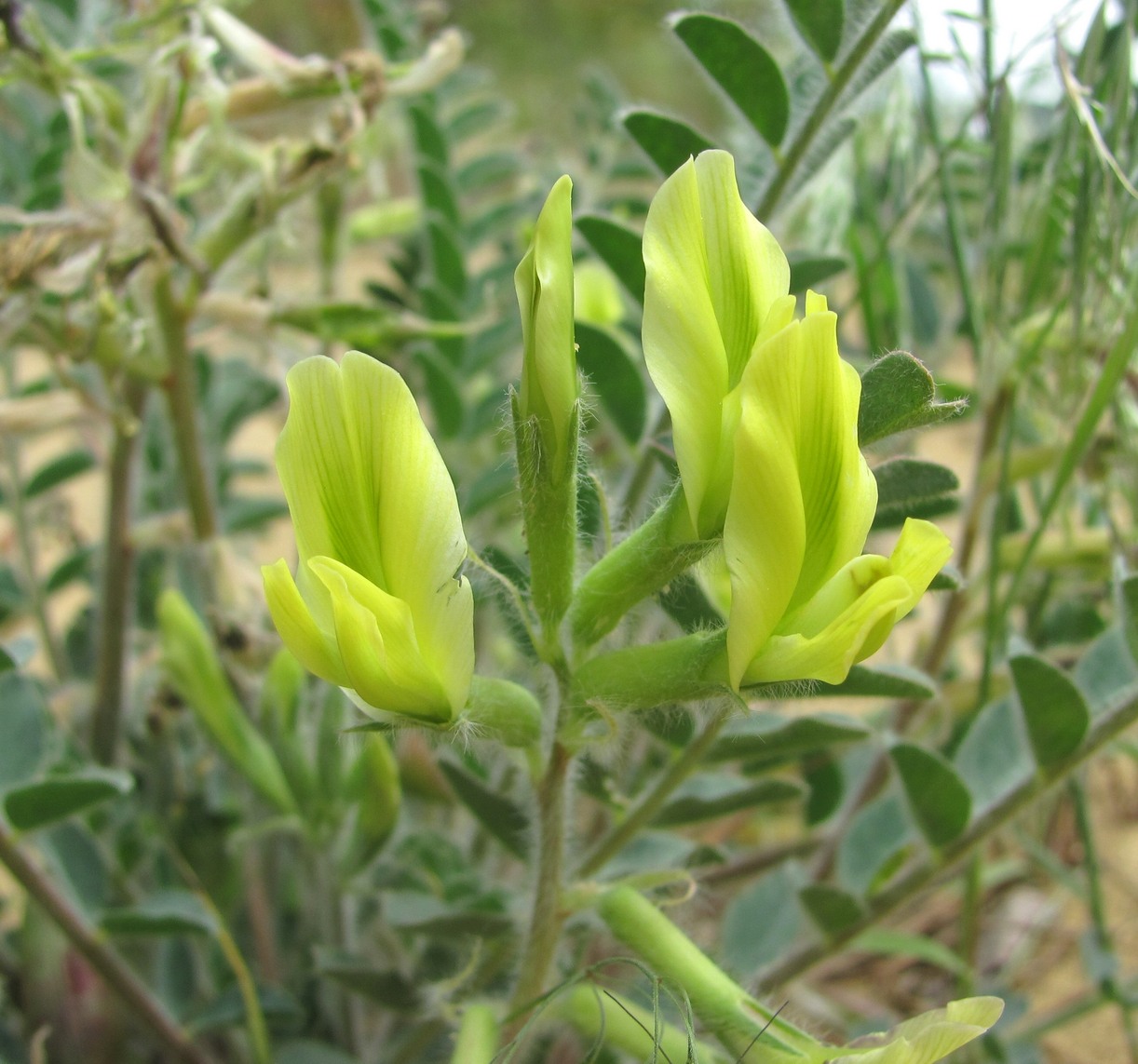 Изображение особи Astragalus longipetalus.