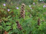 Astragalus danicus. Верхушки плодоносящих растений. Магаданская обл., окр. г. Магадан, ост. \"Аммональная\", разнотравная поляна в редкостойном лиственичнике. 04.08.2018.