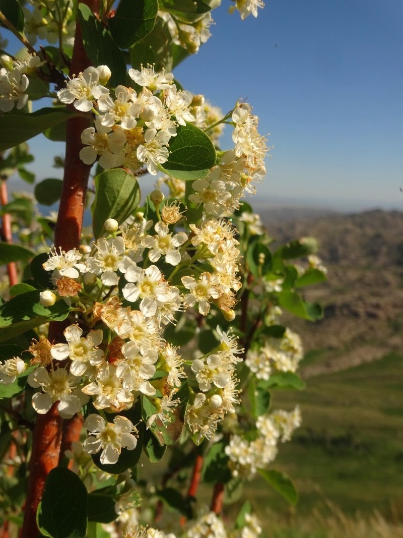 Изображение особи Cotoneaster multiflorus.