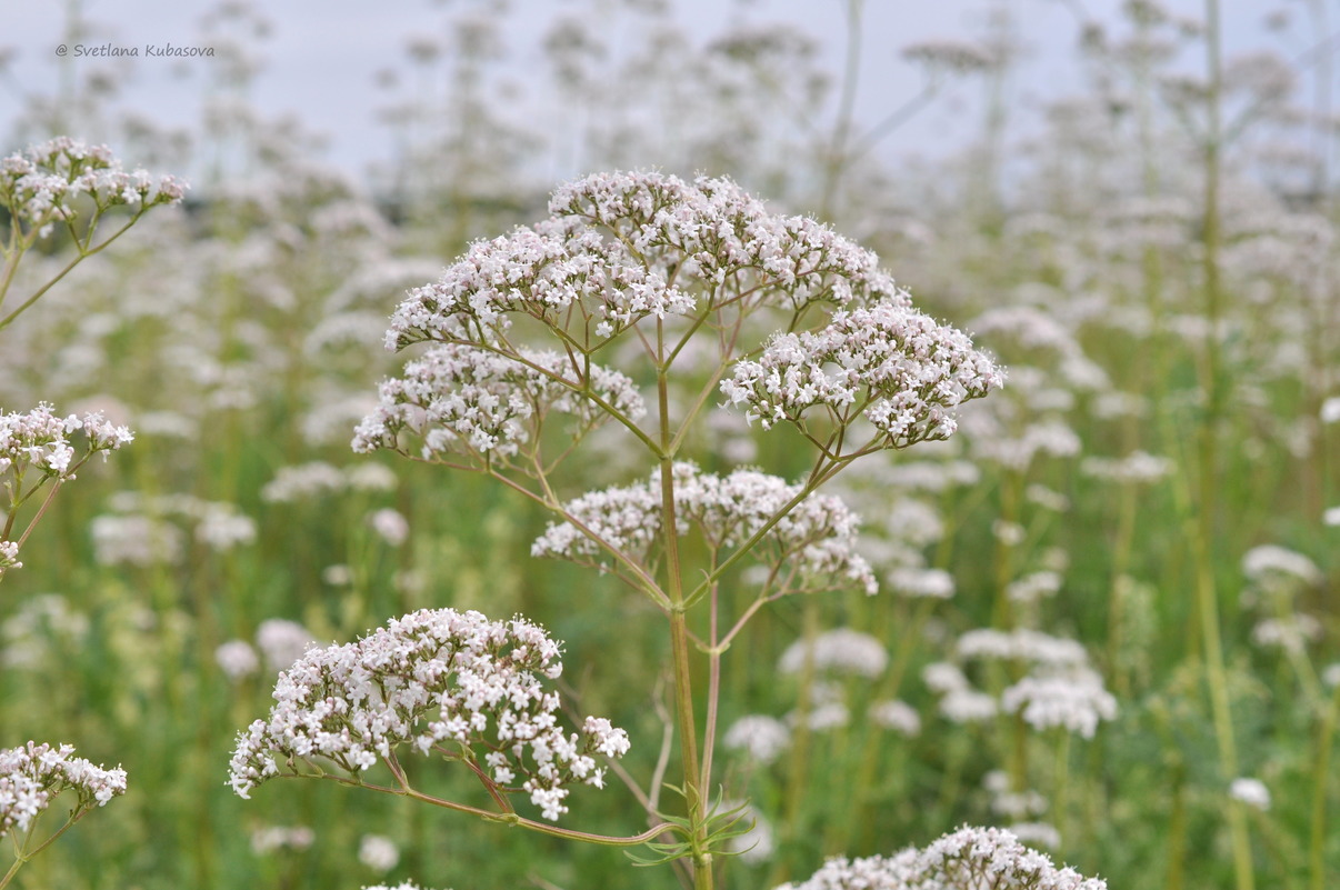 Изображение особи Valeriana wolgensis.