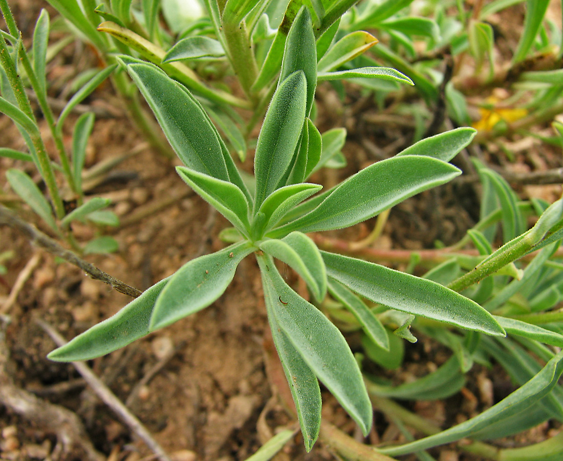 Изображение особи Linum czernjajevii.