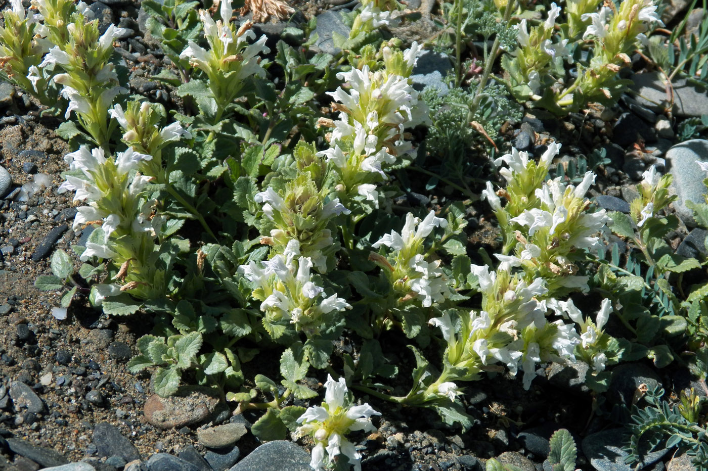 Image of Dracocephalum heterophyllum specimen.