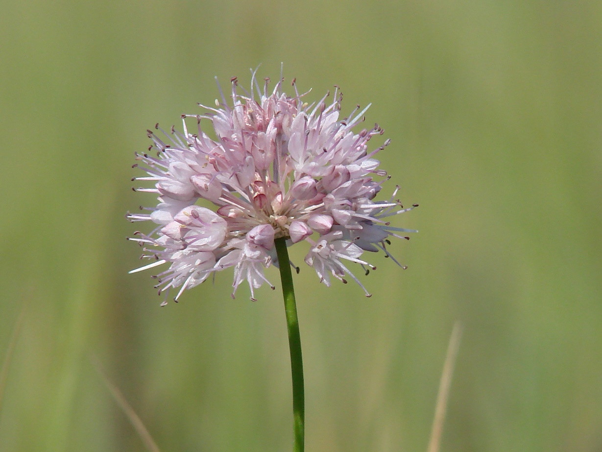 Изображение особи Allium splendens.