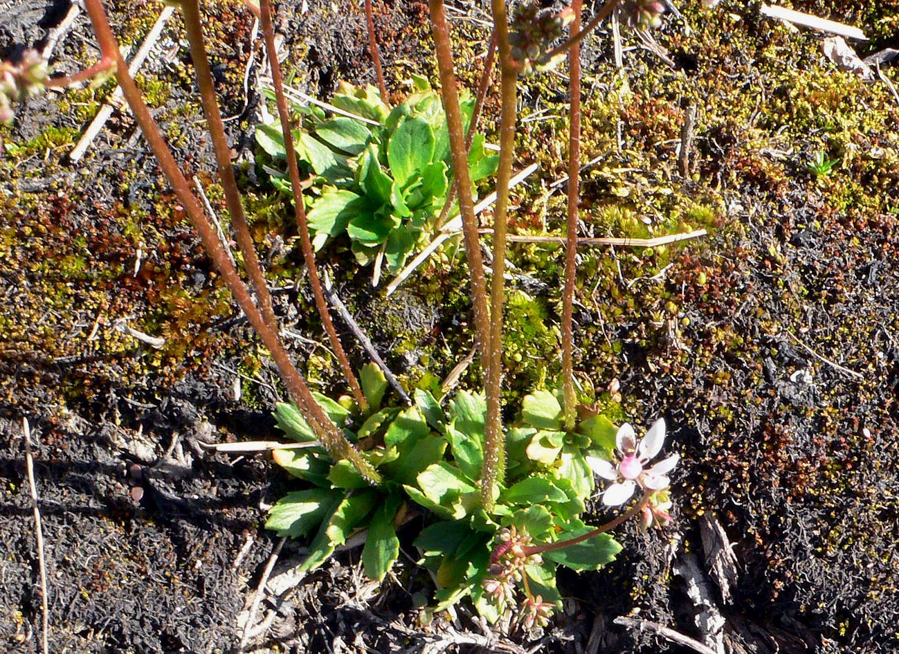 Image of Micranthes foliolosa specimen.