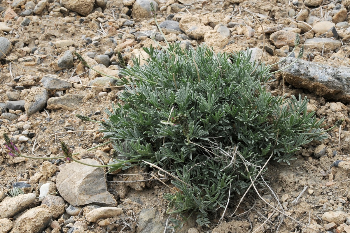 Image of Astragalus falcigerus specimen.