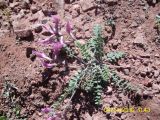 Astragalus prilipkoanus