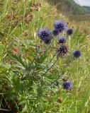 Echinops tataricus