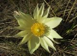 Pulsatilla uralensis