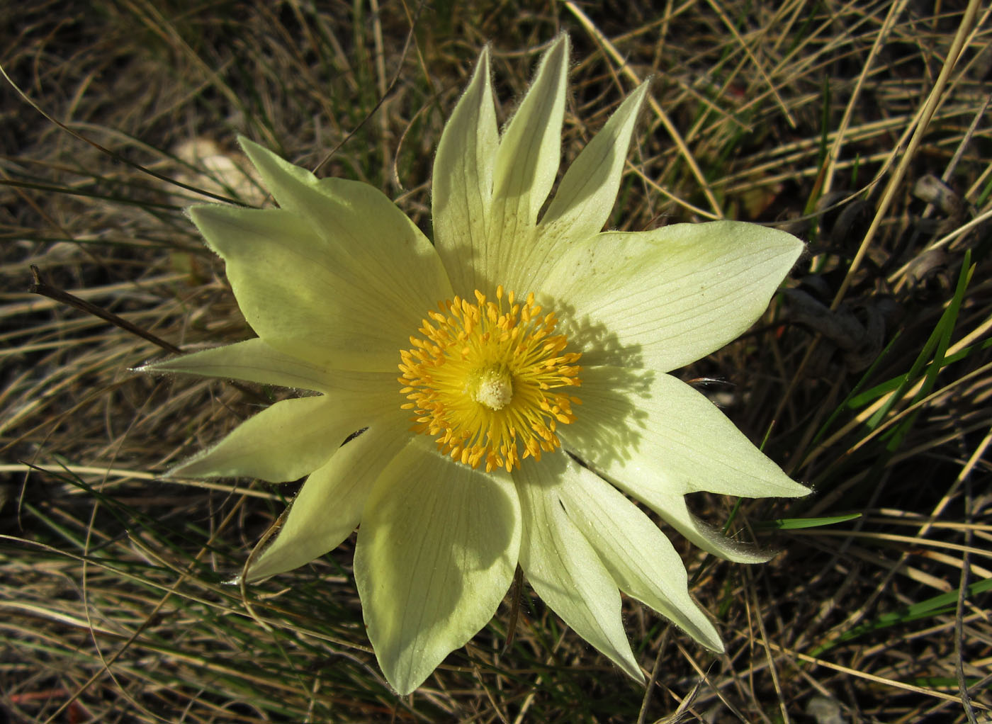 Image of Pulsatilla uralensis specimen.