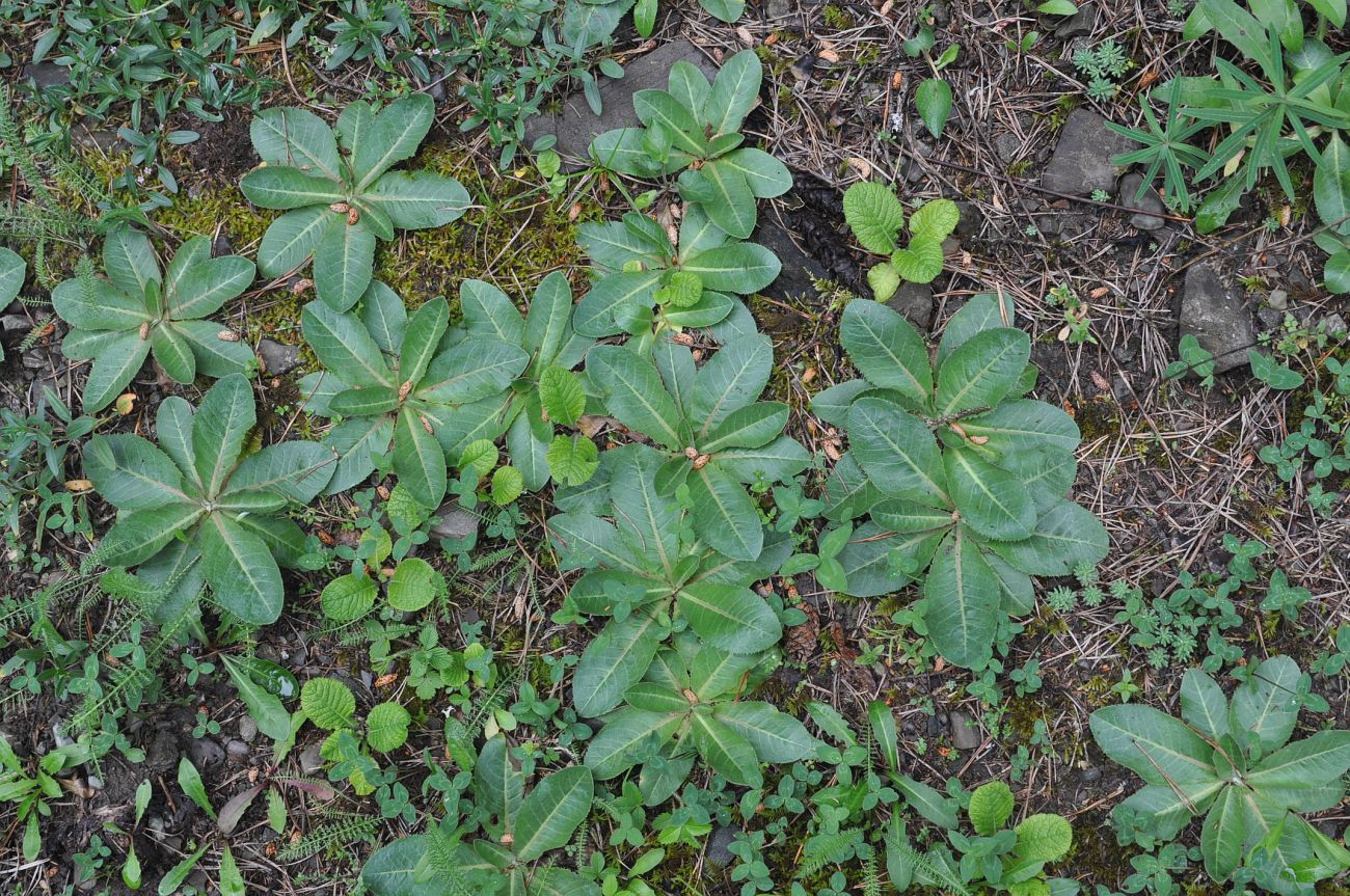 Изображение особи Trommsdorffia maculata.