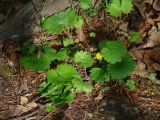 Ranunculus