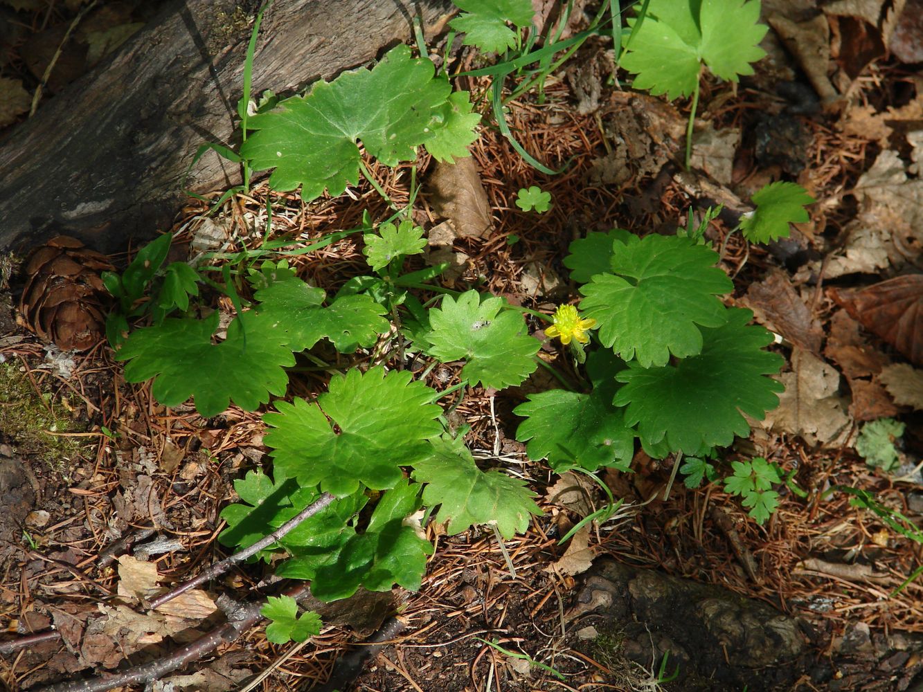 Image of genus Ranunculus specimen.